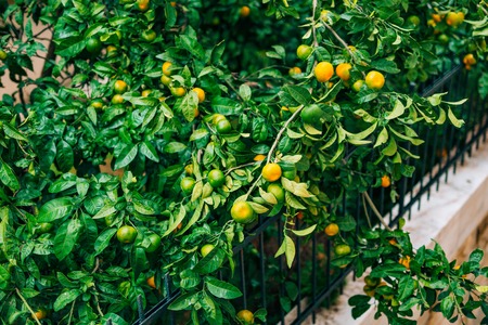Ripening on the tree a tangerine. Montenegrin mandarin trees. Home tangerine garden. A lot of fruit...