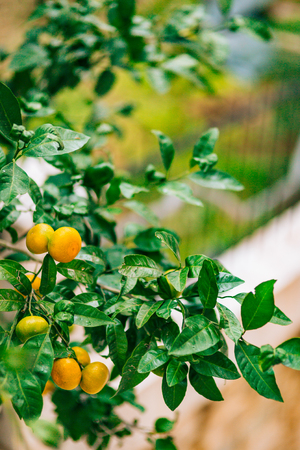 Ripening on the tree a tangerine. Montenegrin mandarin trees. Home tangerine garden. A lot of fruit on the tree. Not yet ripe.の写真素材