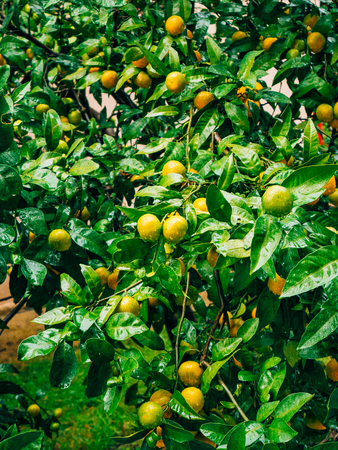 Ripening on the tree a tangerine. Montenegrin mandarin trees. Home tangerine garden. A lot of fruit on the tree. Not yet ripe.の写真素材