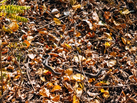 Black snake adder in dry leaves in the forest in autumn.の写真素材