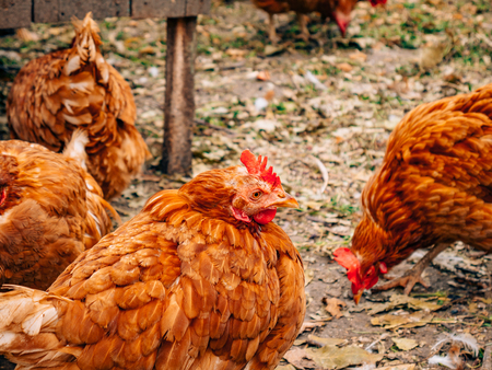Well-groomed red hens in the village. Chickens walking on rural yard. Happy poultry.の写真素材