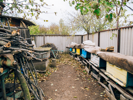 Honey bee hives in autumnal apple garden