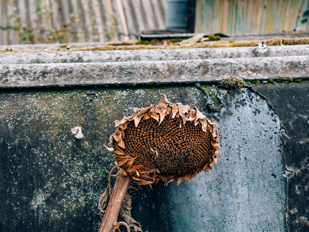 Dried sunflowers on a background texture of black roofing material.の写真素材