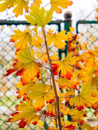 Yellow autumn leaves on a tree. Zaporozhye, park Oak Grove, Ukraine.の写真素材