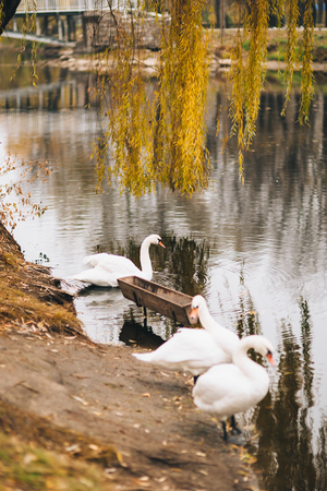 White swans on the lake. Autumn park, yellow leaves on the trees.の写真素材