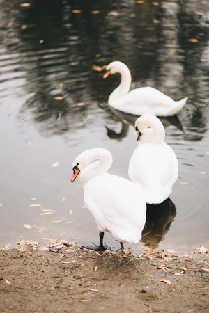 White swans on the lake. Autumn park, yellow leaves on the trees.の写真素材