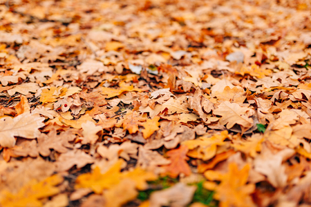 Texture of autumn leaves. Yellow oak leaf litter on the floor in the park or forest. fallen oak leavesの写真素材