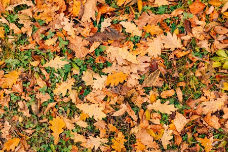 Texture of autumn leaves. Yellow oak leaf litter on the floor in the park or forest. fallen oak leavesの写真素材