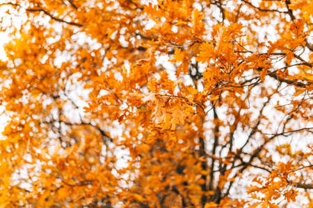 Yellow autumn leaves on an oak tree. Zaporozhye, park Oak Grove, Ukraine.の写真素材