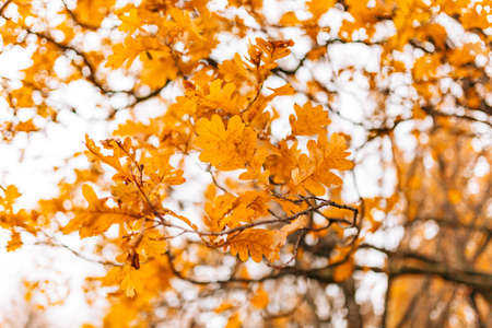 Yellow autumn leaves on an oak tree. Zaporozhye, park Oak Grove, Ukraine.の写真素材