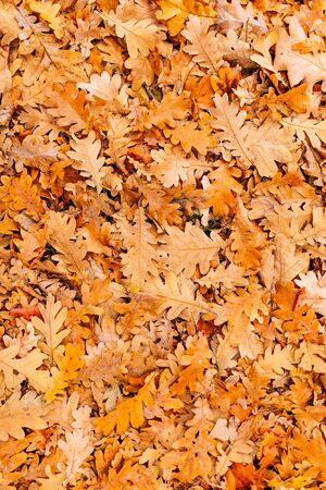 Texture of autumn leaves. Yellow oak leaf litter on the floor in the park or forest. fallen oak leavesの写真素材