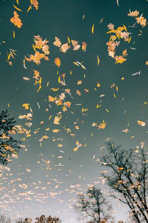 Autumn leaves in the water. Autumn lake in the park. Fallen leaves. Reflection of autumn trees in the water.の写真素材