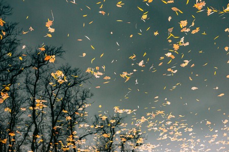 Autumn leaves in the water. Autumn lake in the park. Fallen leaves. Reflection of autumn trees in the water.の写真素材