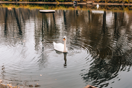 White swans on the lake. Autumn park, yellow leaves on the trees.の写真素材