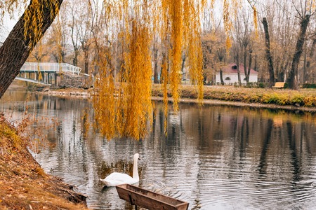 White swans on the lake. Autumn park, yellow leaves on the trees.の写真素材