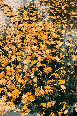 Autumn leaves in the water. Autumn lake in the park. Fallen leaves. Reflection of autumn trees in the water.の写真素材