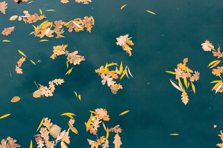 Autumn leaves in the water. Autumn lake in the park. Fallen leaves. Reflection of autumn trees in the water.の写真素材