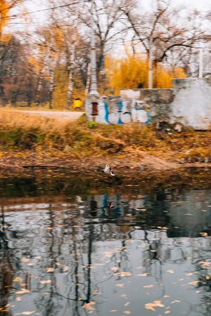 Autumn lake. Yellow foliage in autumn. Zaporozhye, park Oak Grove , Ukraineの写真素材