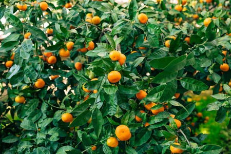 Orange mandarin on the tree. Ripe tangerine. Montenegrin mandarin trees. Home tangerine garden. A lot of fruit on the tree. Already ripe.の写真素材