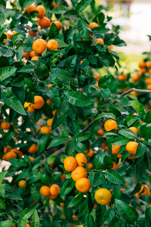 Orange mandarin on the tree. Ripe tangerine. Montenegrin mandarin trees. Home tangerine garden. A lot of fruit on the tree. Already ripe.の写真素材