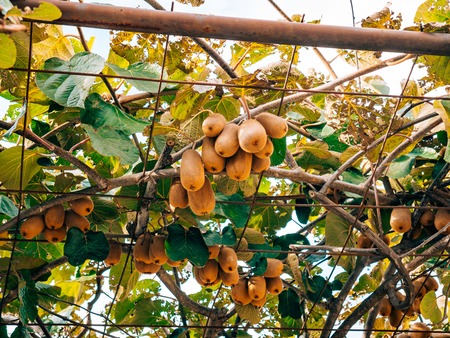 The kiwifruit on a tree. Liana tree kiwi hover on the grape arbor. Nearly ripe fruit in Montenegro.の写真素材