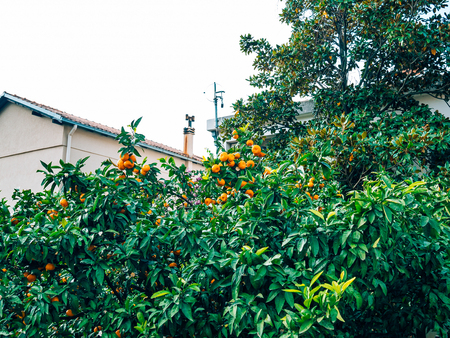 Orange mandarin on the tree. Ripe tangerine. Montenegrin mandarin trees. Home tangerine garden. A lot of fruit on the tree. Already ripe.の写真素材