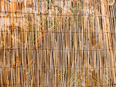 Texture of bamboo. Thin sticks. Dry bamboo. A fence made of bamboo.の写真素材