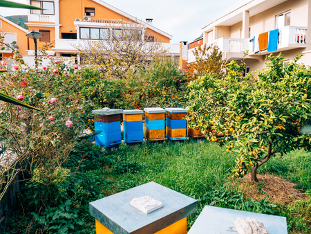 Honey bee hives in autumnal apple gardenの写真素材