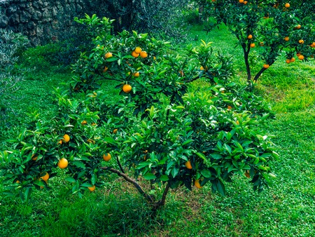 Orange mandarin on the tree. Ripe tangerine. Montenegrin mandarin trees. Home tangerine garden. A lot of fruit on the tree. Already ripe.の写真素材