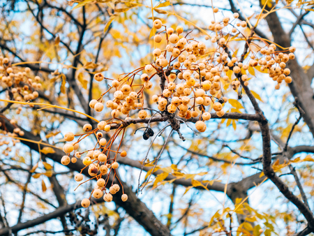 Yellow fruit of a plant Melia azedarach on a tree. Plants of Montenegro.の写真素材