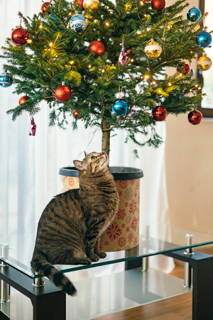 The cat under the Christmas tree. Small tree in a pot in the apartment is on the glass coffee table.の写真素材