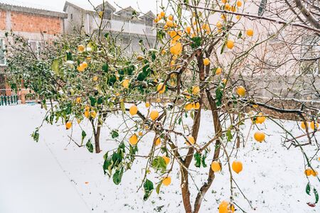 Lemon garden in winter. Lemon tree with yellow lemons in the snow.の写真素材