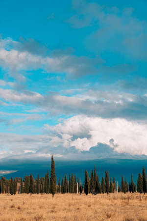 Forest skyline sky. A thin strip of forest on the sky background.の写真素材