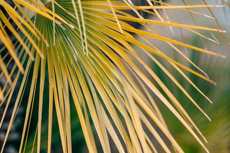 A branch of a palm tree close-up. Date tree in Montenegro.の写真素材