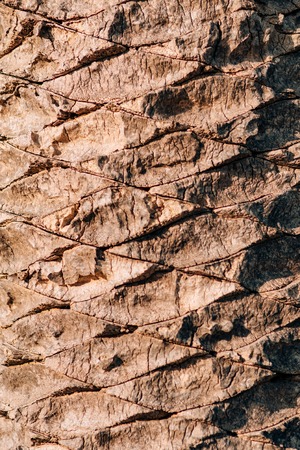 The texture of the bark of a palm tree.