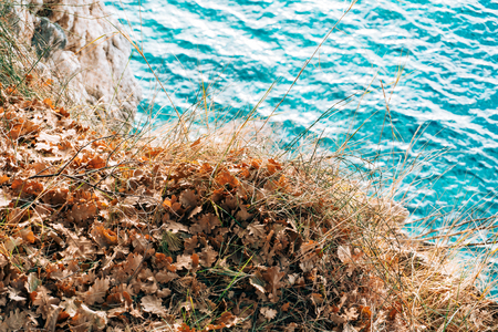 Texture of autumn leaves. Yellow oak leaf litter on the floor in the park or forest. fallen oak leavesの写真素材