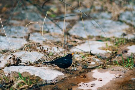 A blackbird drinks water from a creek in the forest.