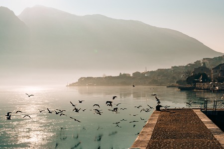 Seagull flying in the sky over the water.の写真素材