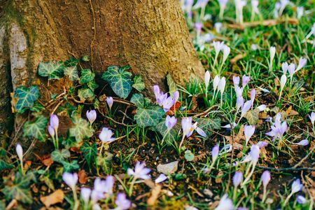Many crocuses in the grass under the tree. A field of crocuses in the urban park of Cetinje, Montenegro.の写真素材