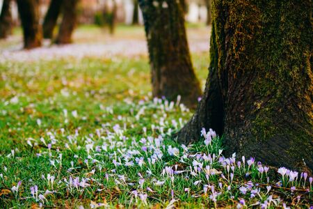 Many crocuses in the grass under the tree. A field of crocuses in the urban park of Cetinje, Montenegro.の写真素材