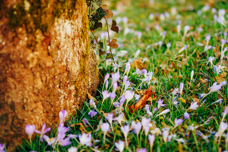 Many crocuses in the grass under the tree. A field of crocuses in the urban park of Cetinje,...
