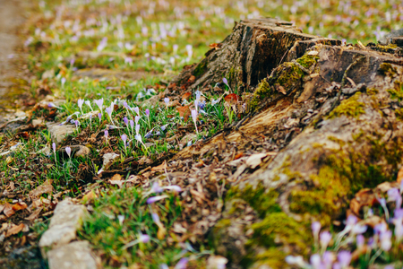 Many crocuses in the grass under the tree. A field of crocuses in the urban park of Cetinje, Montenegro.の写真素材