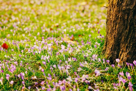 Many crocuses in the grass under the tree. A field of crocuses in the urban park of Cetinje, Montenegro.の写真素材