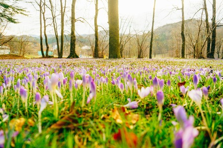 A lot of crocuses in the grass. A field of crocuses in green grass in the urban park of Cetinje, Montenegro.の写真素材