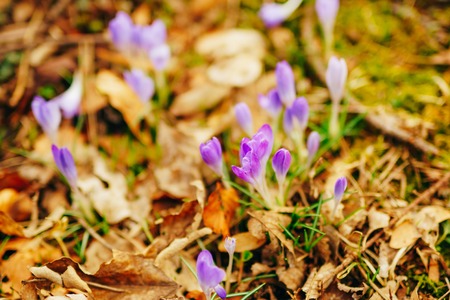 Many crocuses in dry autumn leaves. A field of crocuses in yellow leaves on the ground in the urban park of Cetinje, Montenegro.の写真素材