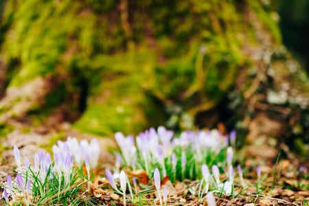 Many crocuses in the grass in the woods near the stump in the moss. A field of crocuses in the urban park of Cetinje, Montenegro.の写真素材