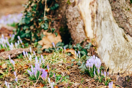 Many crocuses in the grass in the woods near the stump in the moss. A field of crocuses in the urban park of Cetinje, Montenegro.の写真素材