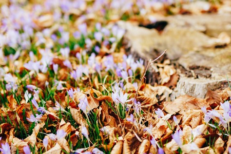 Many crocuses in dry autumn leaves. A field of crocuses in yellow leaves on the ground in the urban park of Cetinje, Montenegro.の写真素材