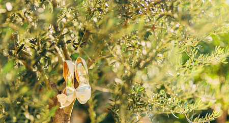 Wedding shoes of the bride hang on a branch of an olive tree, a wedding in Montenegro.の写真素材
