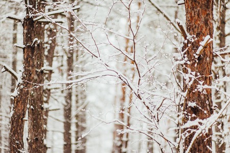 Pine trees in the snow. The texture of the winter forest.の写真素材